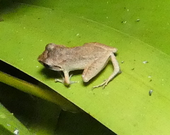 Pristimantis ramagii