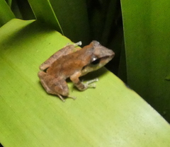 Pristimantis ramagii