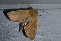 Ichneutica blenheimensis