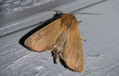 Ichneutica blenheimensis