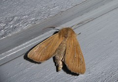 Ichneutica blenheimensis