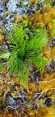 Aciphylla polita