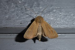 Ichneutica blenheimensis