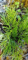Aciphylla polita