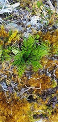 Aciphylla polita