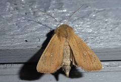 Ichneutica blenheimensis