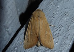 Ichneutica blenheimensis