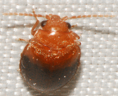 Prionocyphon discoideus