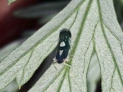Diedrocephala