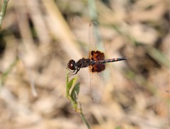 Celithemis amanda
