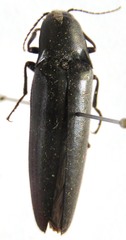 Orthostethus corvinus
