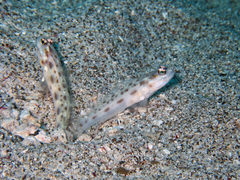 Ctenogobiops feroculus