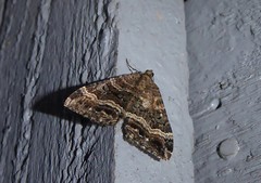 Hydriomena deltoidata