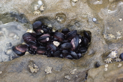 Brachidontes rostratus