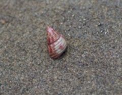 Prothalotia pulcherrima