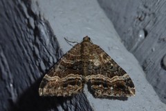 Hydriomena deltoidata