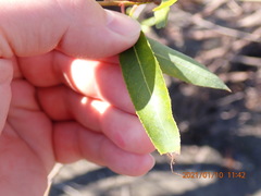 Salix caroliniana image