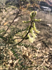 Astragalus trichopodus trichopodus