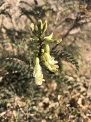 Astragalus trichopodus trichopodus