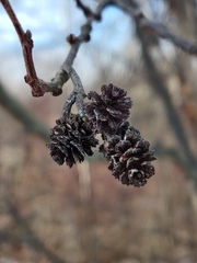 Alnus incana