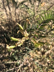 Astragalus trichopodus trichopodus