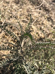 Astragalus trichopodus trichopodus