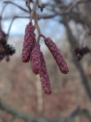Alnus incana