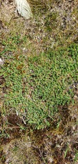Kelleria laxa