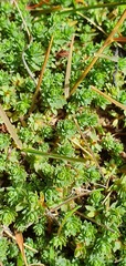 Kelleria laxa