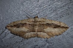 Austrocidaria gobiata