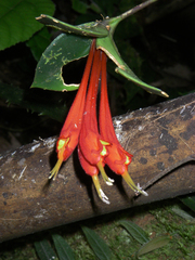 Aeschynanthus