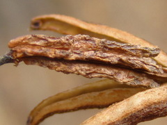 Rhododendron mucronulatum