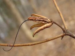 Rhododendron mucronulatum