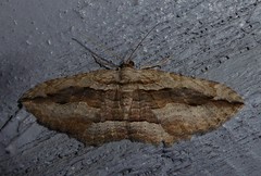 Austrocidaria gobiata
