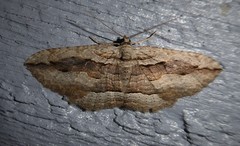 Austrocidaria gobiata