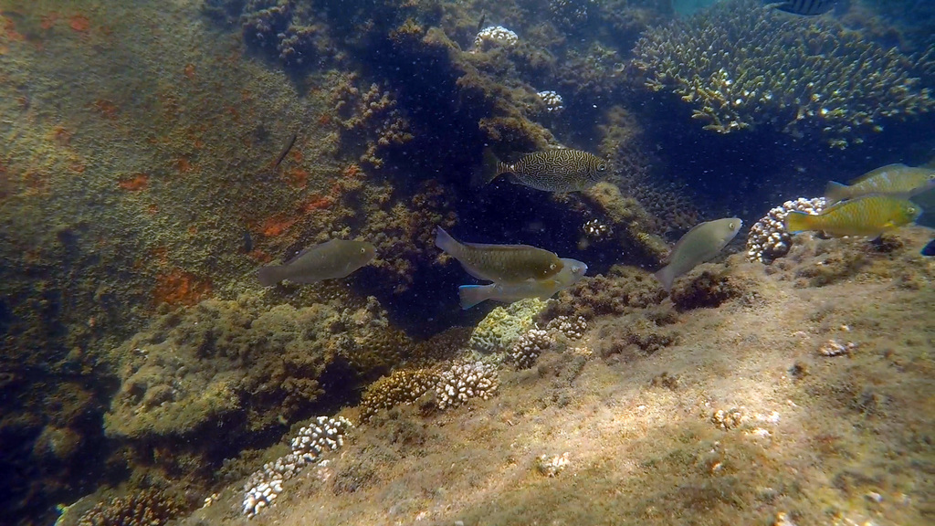 Scribbled Rabbitfish