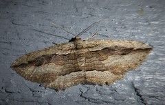 Austrocidaria gobiata