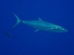 Scomberomorus commerson