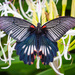 Papilio agenor thunbergii - Photo (c) Tristan Scholze, algunos derechos reservados (CC BY-NC), subido por Tristan Scholze