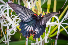 Papilio memnon thunbergii
