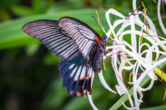 Papilio memnon thunbergii
