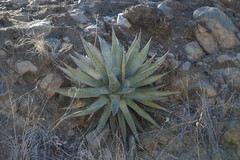 Agave chrysantha