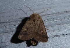 Proteuxoa tetronycha