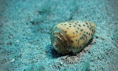 Conus pulicarius