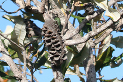 Banksia dentata