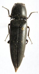 Orthostethus corvinus