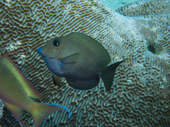 Ctenochaetus cyanocheilus