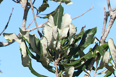 Banksia dentata
