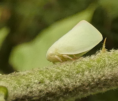 Acanaloniidae