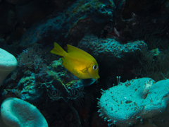 Ctenochaetus cyanocheilus